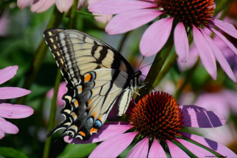 Attract Butterflies: 24 Beautiful Plants to Save Butterfly Populations