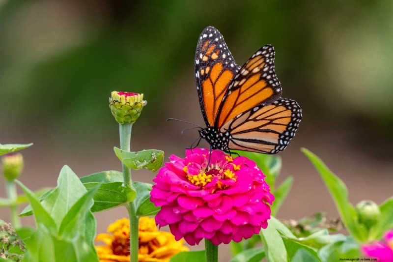 Attract Butterflies: 24 Beautiful Plants to Save Butterfly Populations