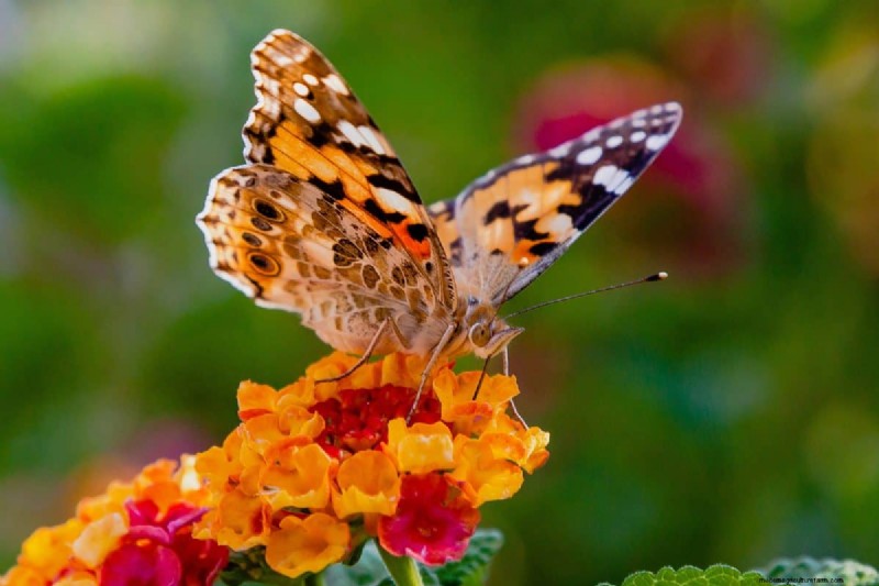 Attract Butterflies: 24 Beautiful Plants to Save Butterfly Populations