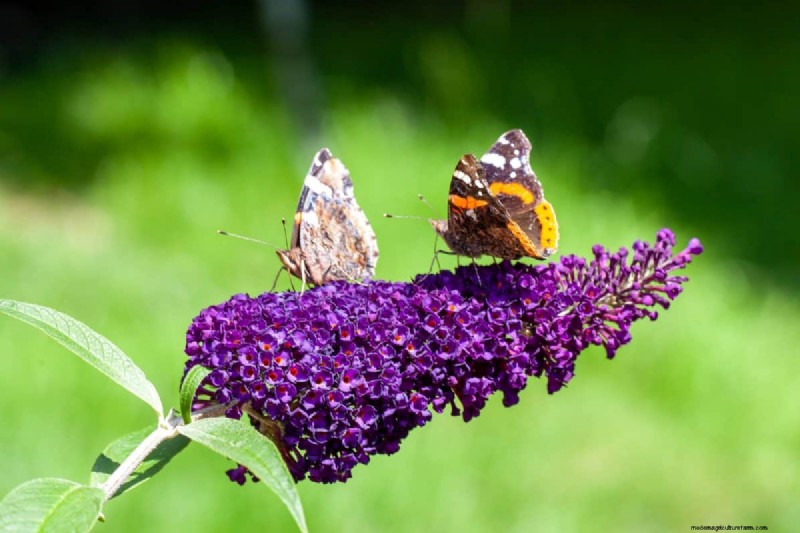 Attract Butterflies: 24 Beautiful Plants to Save Butterfly Populations