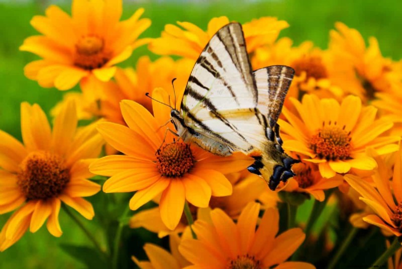 Attract Butterflies: 24 Beautiful Plants to Save Butterfly Populations