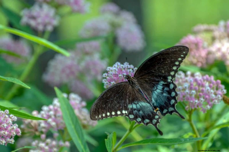 Attract Butterflies: 24 Beautiful Plants to Save Butterfly Populations