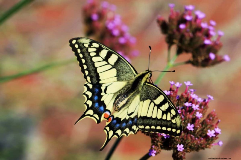 Attract Butterflies: 24 Beautiful Plants to Save Butterfly Populations