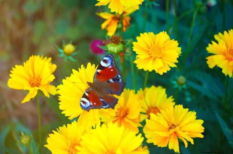 Attract Butterflies: 24 Beautiful Plants to Save Butterfly Populations