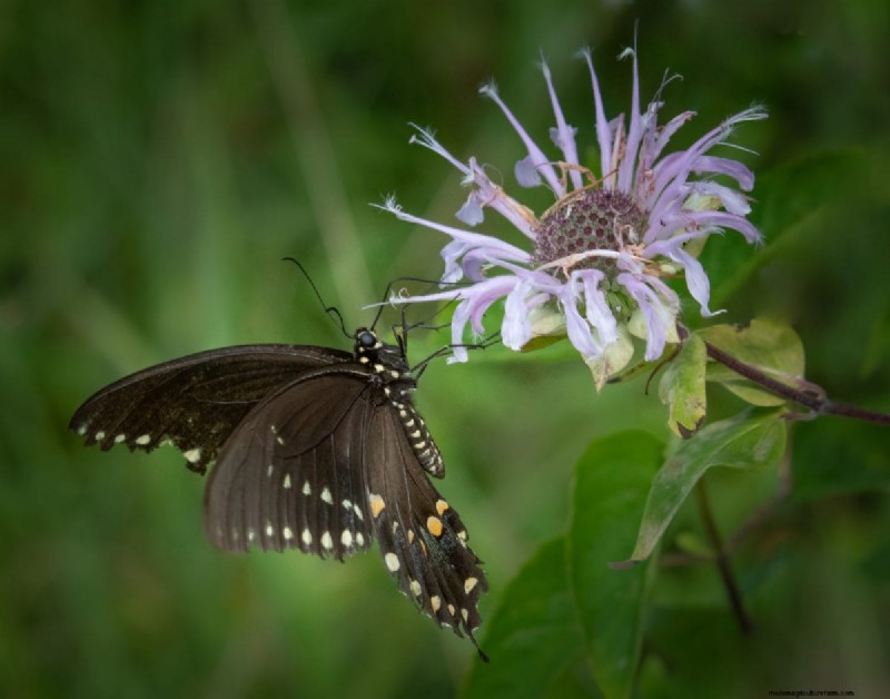 Attract Butterflies: 24 Beautiful Plants to Save Butterfly Populations