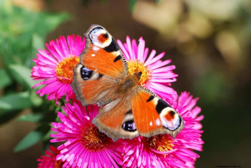 Attract Butterflies: 24 Beautiful Plants to Save Butterfly Populations
