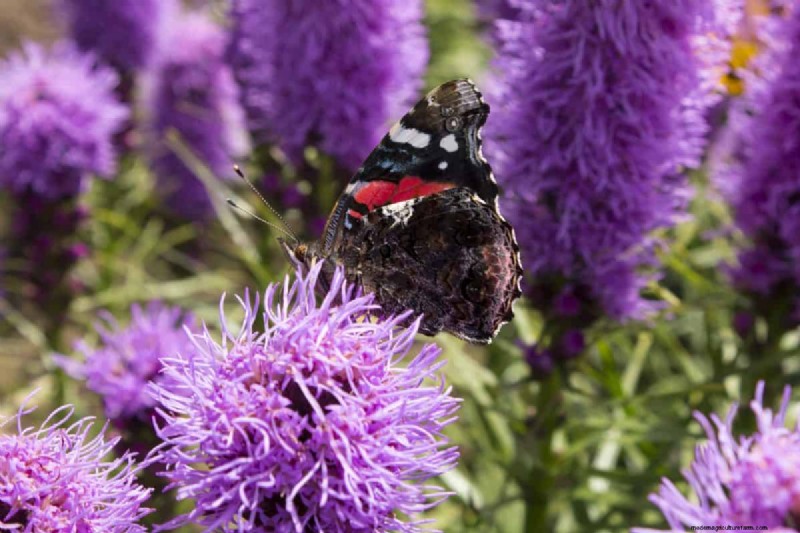 Attract Butterflies: 24 Beautiful Plants to Save Butterfly Populations