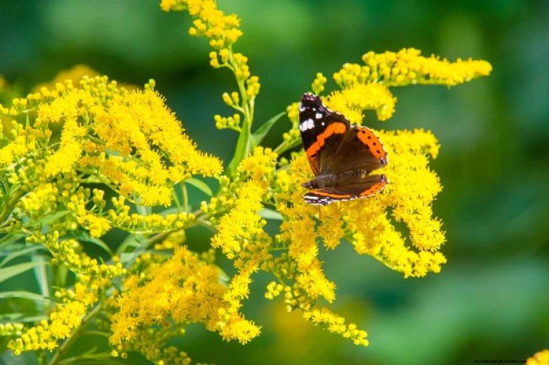 Attract Butterflies: 24 Beautiful Plants to Save Butterfly Populations