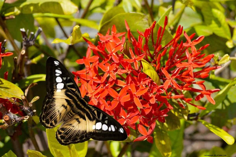 Attract Butterflies: 24 Beautiful Plants to Save Butterfly Populations
