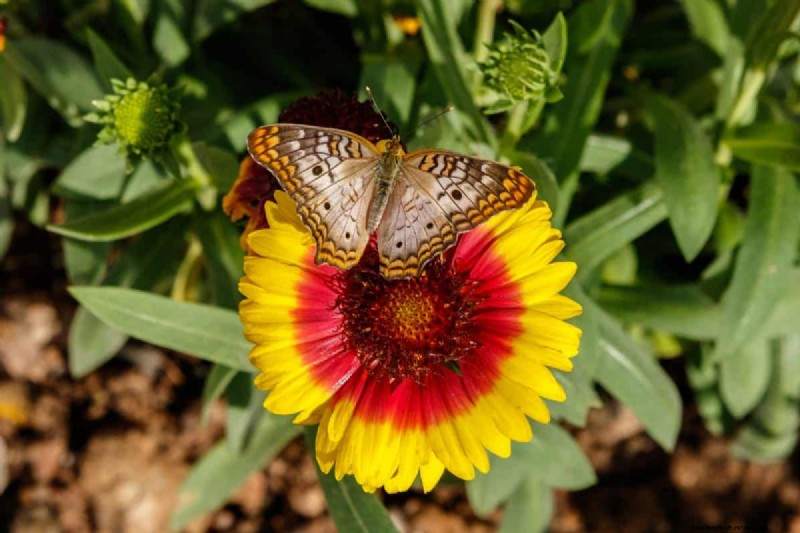 Attract Butterflies: 24 Beautiful Plants to Save Butterfly Populations