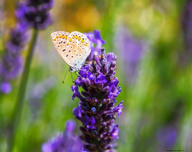 Attract Butterflies: 24 Beautiful Plants to Save Butterfly Populations