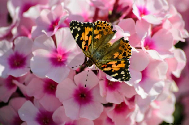 Attract Butterflies: 24 Beautiful Plants to Save Butterfly Populations
