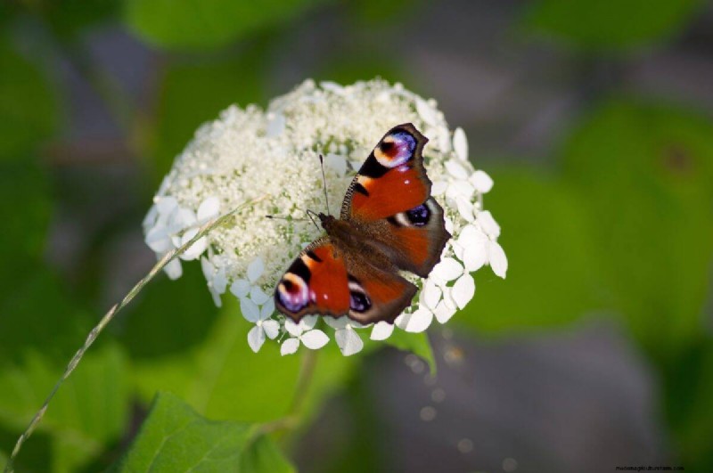Attract Butterflies: 24 Beautiful Plants to Save Butterfly Populations