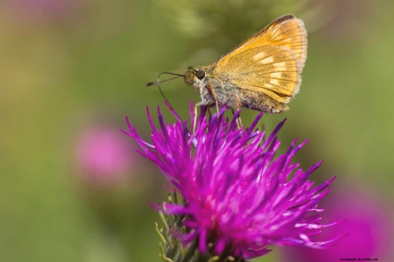 Attract Butterflies: 24 Beautiful Plants to Save Butterfly Populations