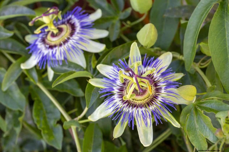 Attract Butterflies: 24 Beautiful Plants to Save Butterfly Populations