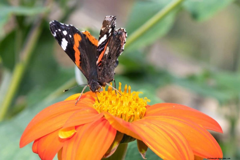 Attract Butterflies: 24 Beautiful Plants to Save Butterfly Populations