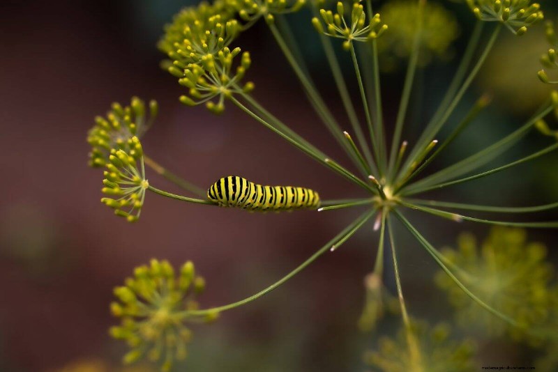 Attract Butterflies: 24 Beautiful Plants to Save Butterfly Populations