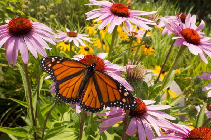 Attract Butterflies: 24 Beautiful Plants to Save Butterfly Populations