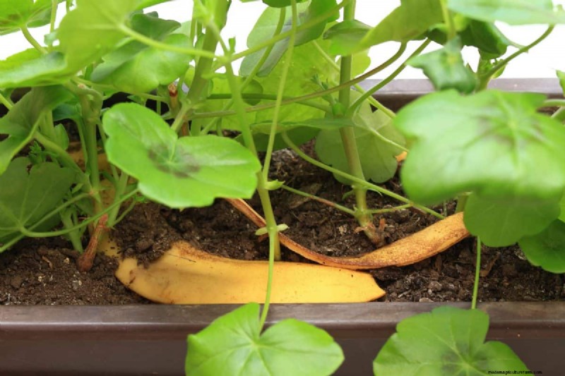 Innovative Gardening Techniques: Science-Backed Tips for a Bountiful Harvest