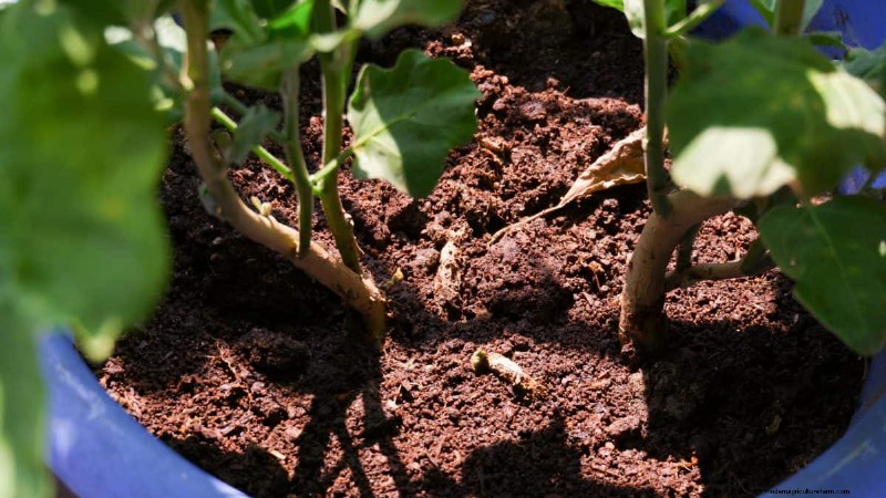 Innovative Gardening Techniques: Science-Backed Tips for a Bountiful Harvest