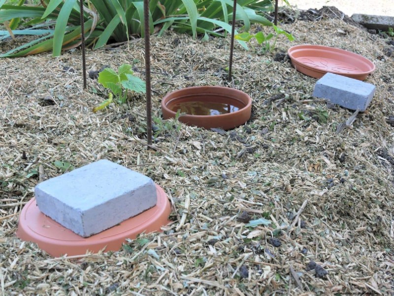 Innovative Gardening Techniques: Science-Backed Tips for a Bountiful Harvest