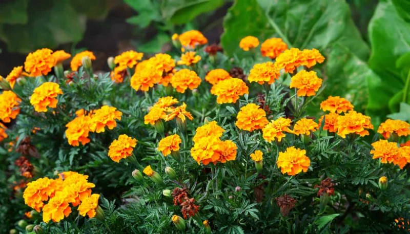 Innovative Gardening Techniques: Science-Backed Tips for a Bountiful Harvest