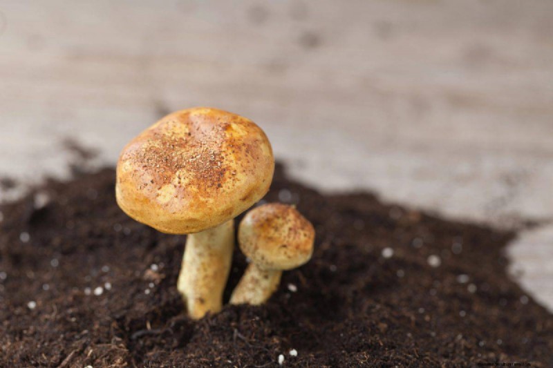 Innovative Gardening Techniques: Science-Backed Tips for a Bountiful Harvest