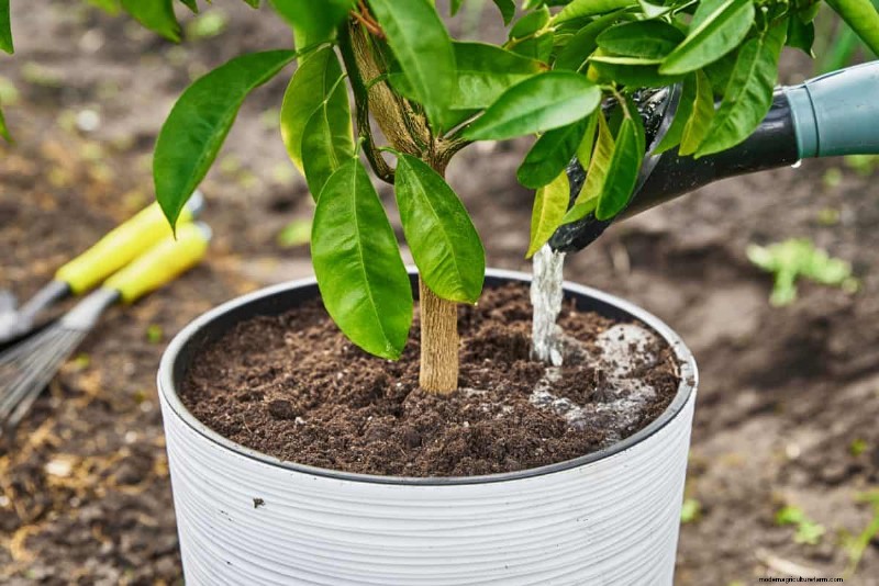 Innovative Gardening Techniques: Science-Backed Tips for a Bountiful Harvest