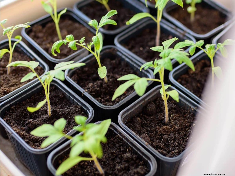 Innovative Gardening Techniques: Science-Backed Tips for a Bountiful Harvest