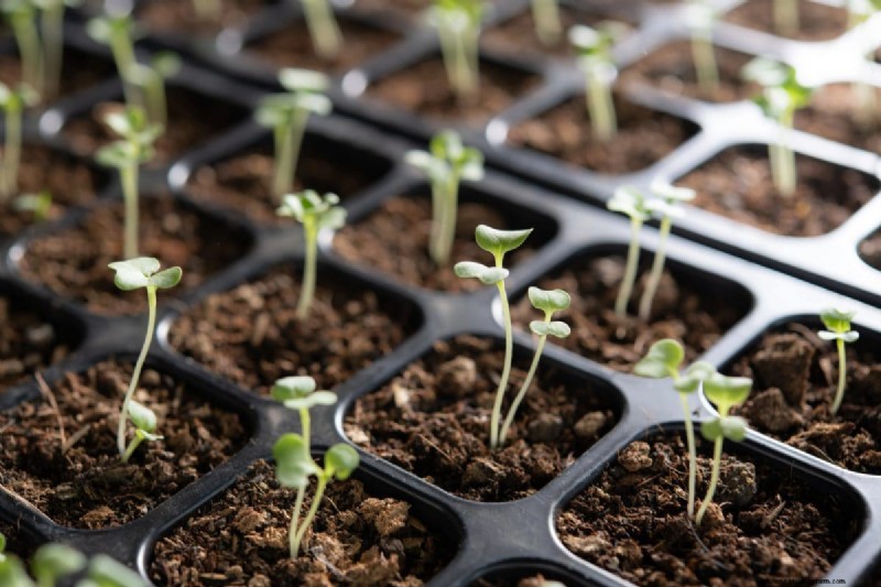 Innovative Gardening Techniques: Science-Backed Tips for a Bountiful Harvest