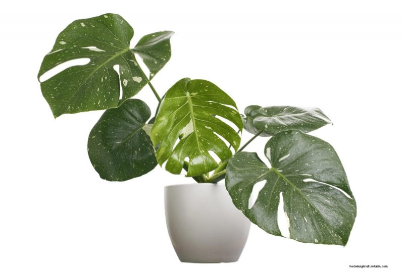 Rare Monstera Varieties: Elevate Your Spring Plant Collection