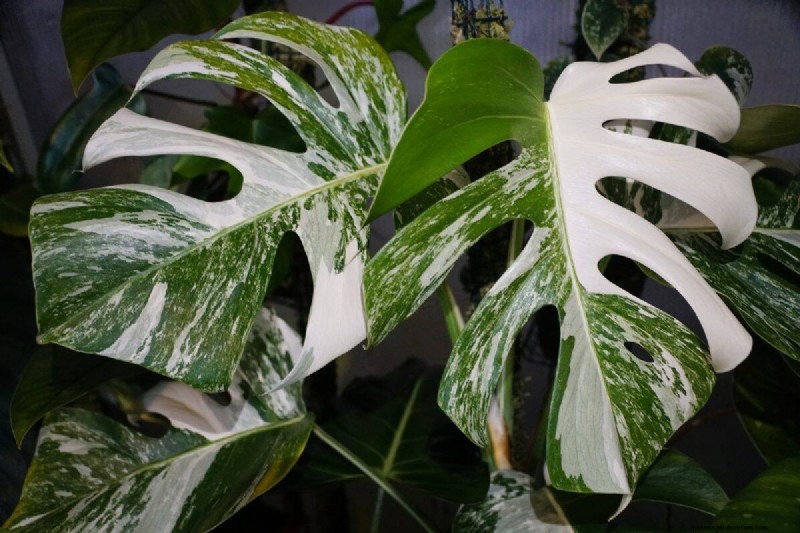 Rare Monstera Varieties: Elevate Your Spring Plant Collection