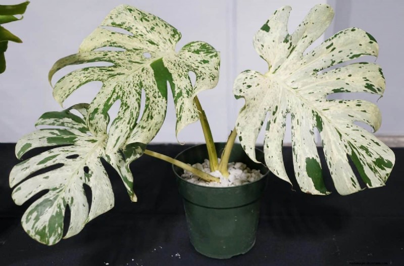Rare Monstera Varieties: Elevate Your Spring Plant Collection