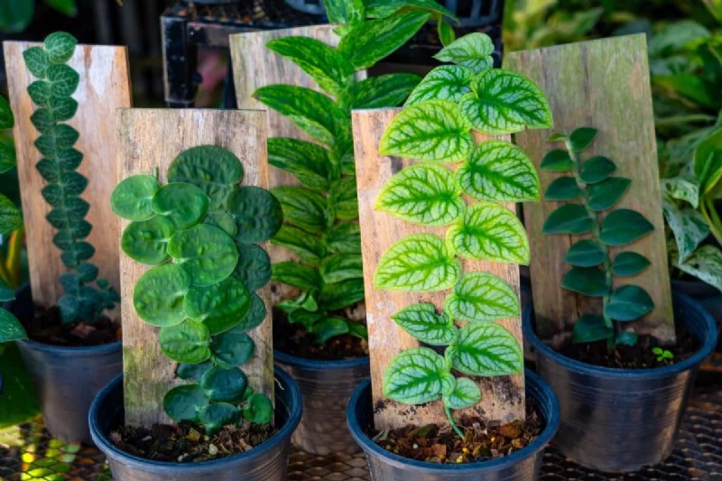 Rare Monstera Varieties: Elevate Your Spring Plant Collection