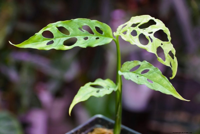 Rare Monstera Varieties: Elevate Your Spring Plant Collection