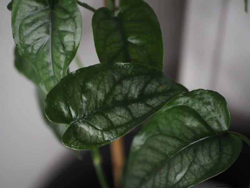 Rare Monstera Varieties: Elevate Your Spring Plant Collection