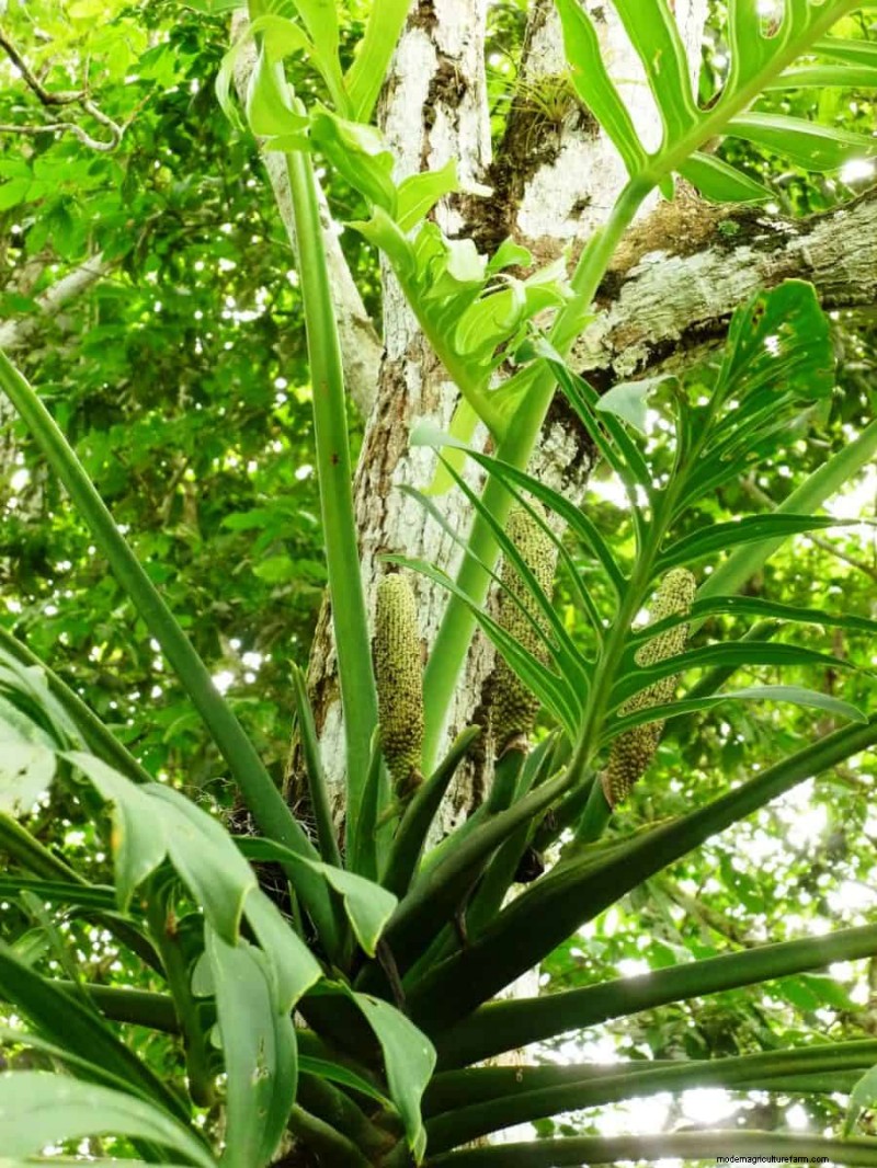 Rare Monstera Varieties: Elevate Your Spring Plant Collection