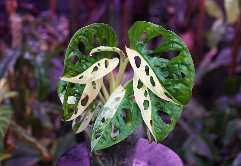 Rare Monstera Varieties: Elevate Your Spring Plant Collection