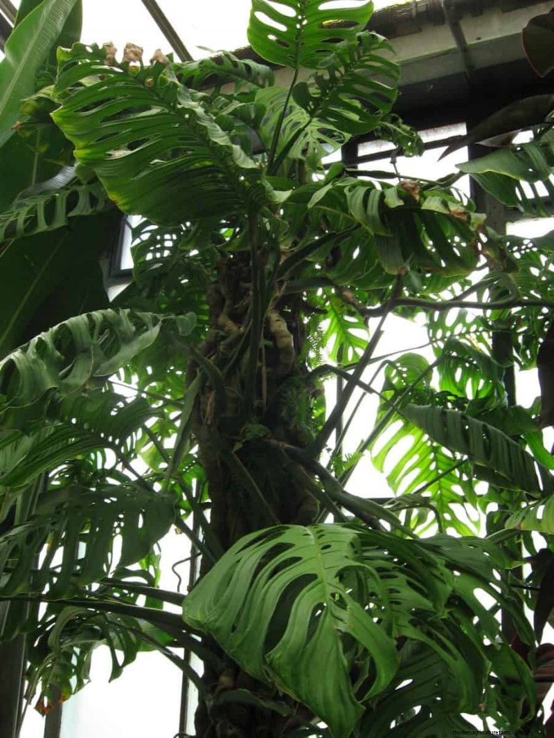 Rare Monstera Varieties: Elevate Your Spring Plant Collection
