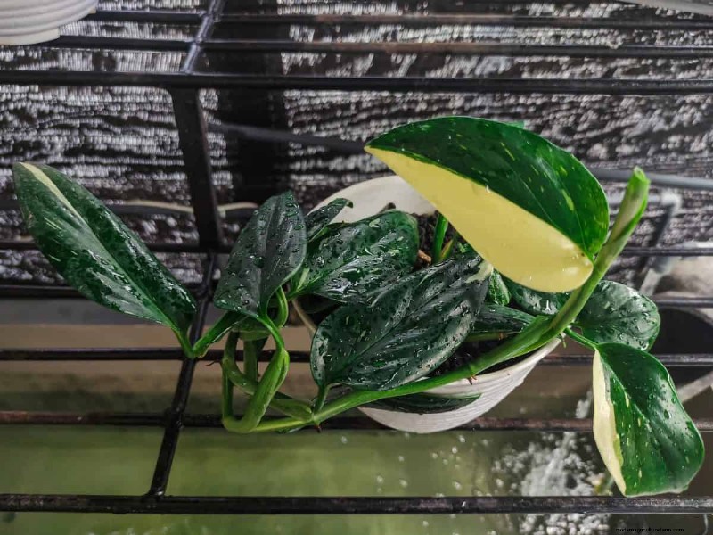 Rare Monstera Varieties: Elevate Your Spring Plant Collection