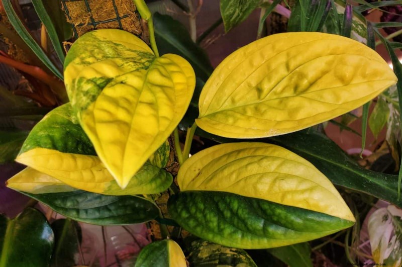 Rare Monstera Varieties: Elevate Your Spring Plant Collection