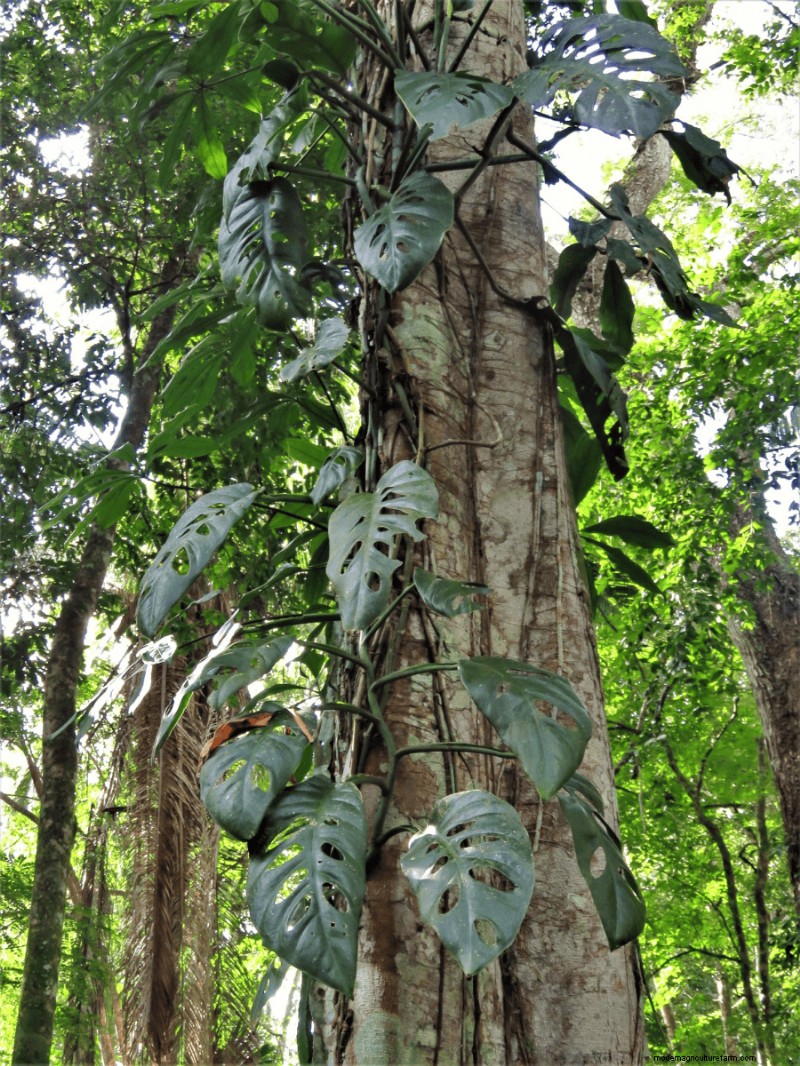 Rare Monstera Varieties: Elevate Your Spring Plant Collection