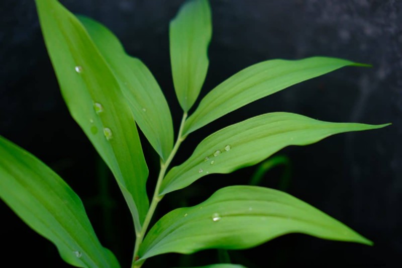 Rare Monstera Varieties: Elevate Your Spring Plant Collection