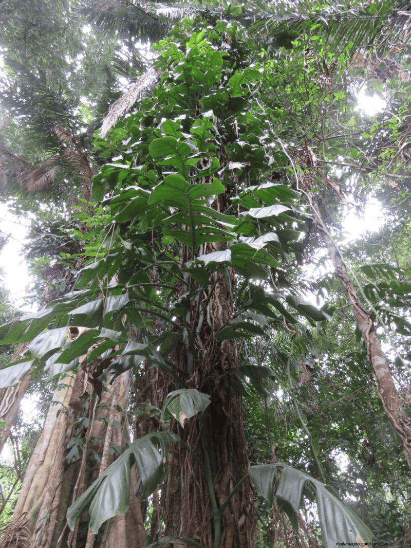 Rare Monstera Varieties: Elevate Your Spring Plant Collection