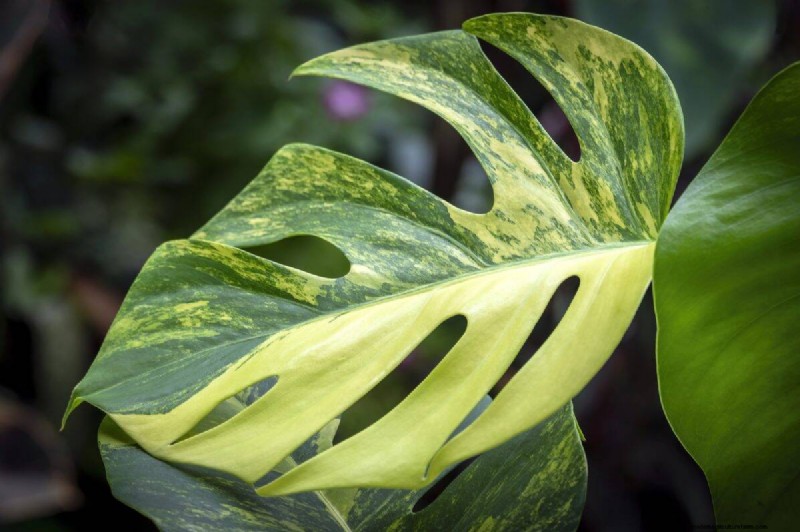 Rare Monstera Varieties: Elevate Your Spring Plant Collection