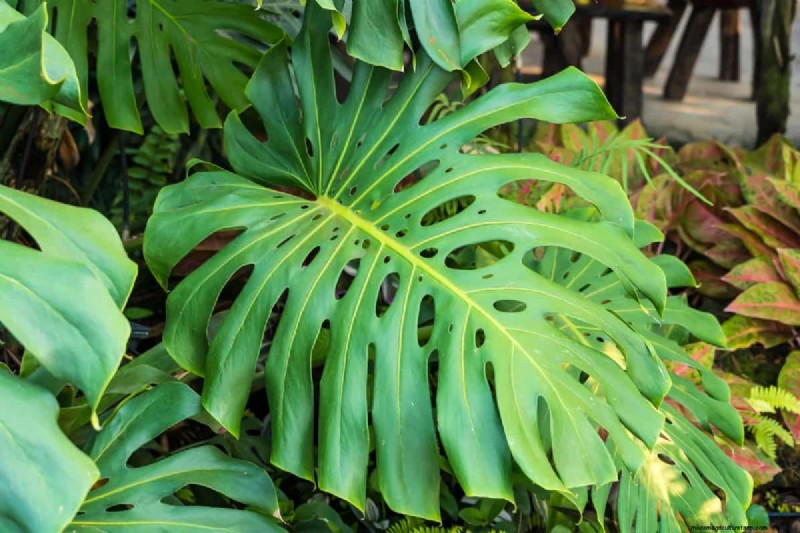 Rare Monstera Varieties: Elevate Your Spring Plant Collection