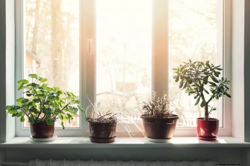 Decoding Plant Light Needs: A Guide to Understanding Growth Patterns