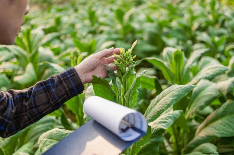 Decoding Plant Light Needs: A Guide to Understanding Growth Patterns