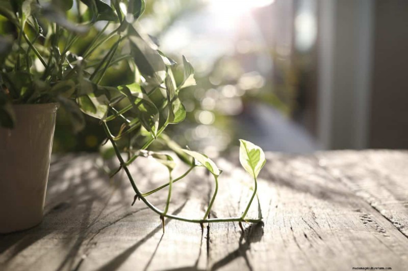 Decoding Plant Light Needs: A Guide to Understanding Growth Patterns