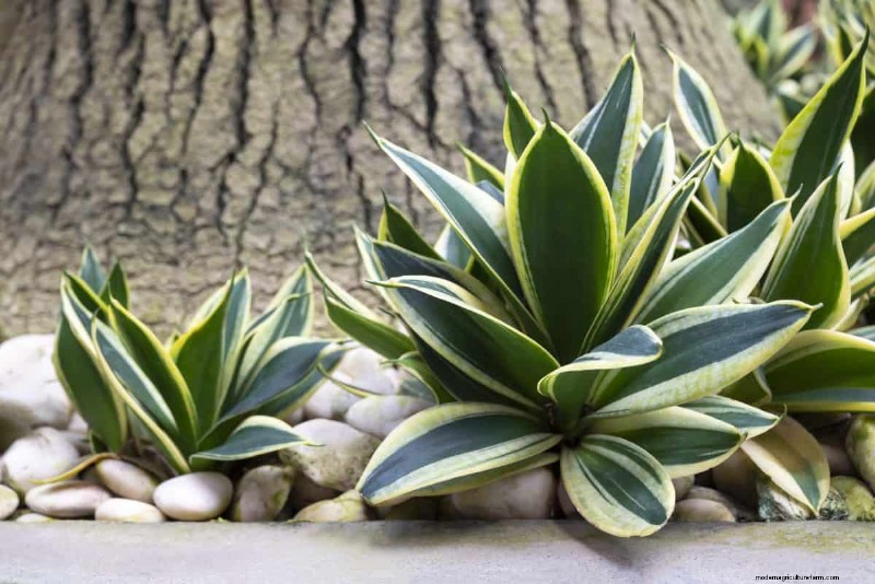 Decoding Plant Light Needs: A Guide to Understanding Growth Patterns